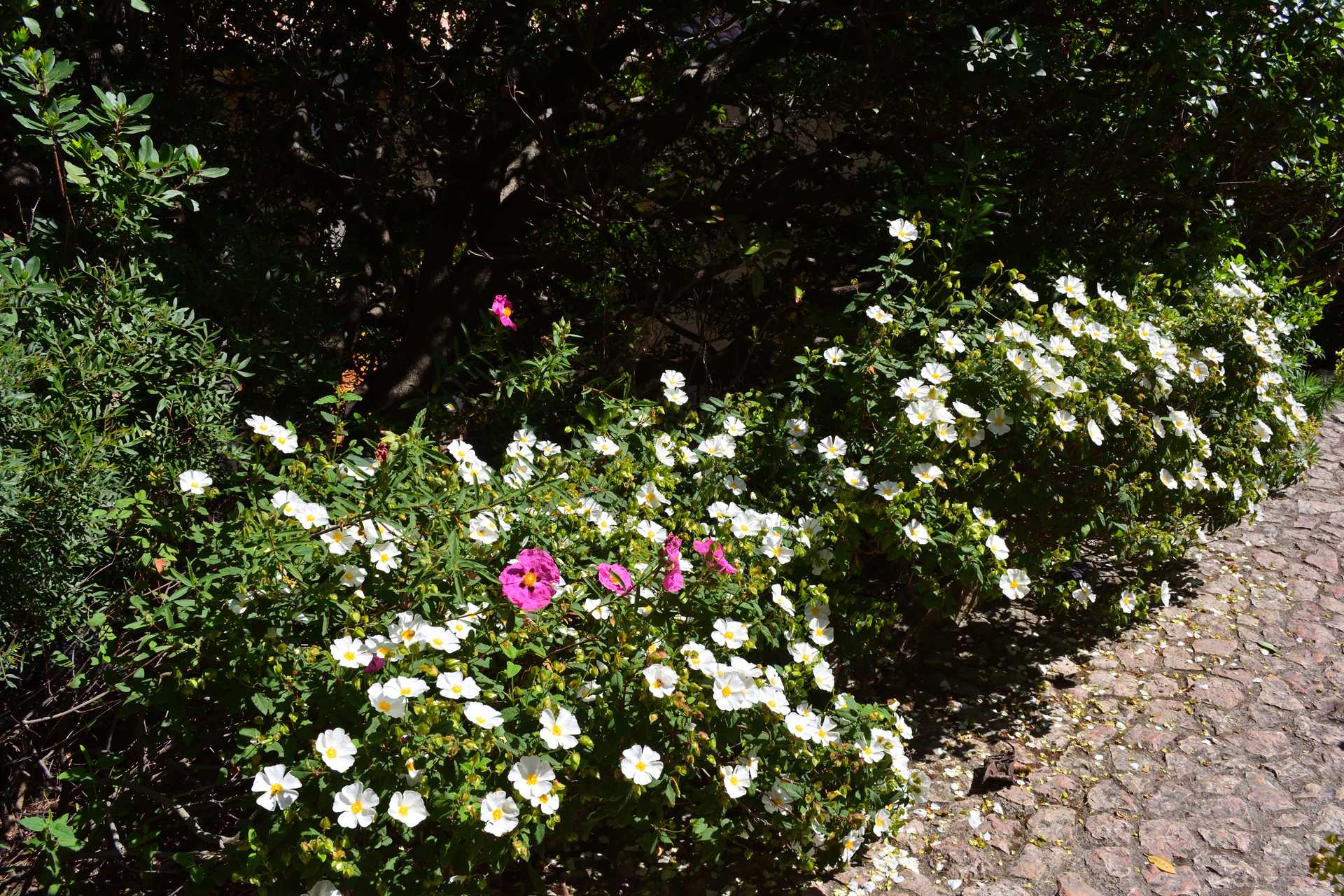 6th Day Eze Village Exotic Jardin Walk Around 52