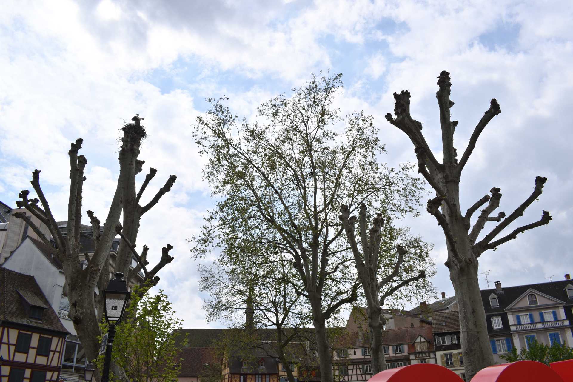 Colmar 3rd Day Pl des Unterlinden 1