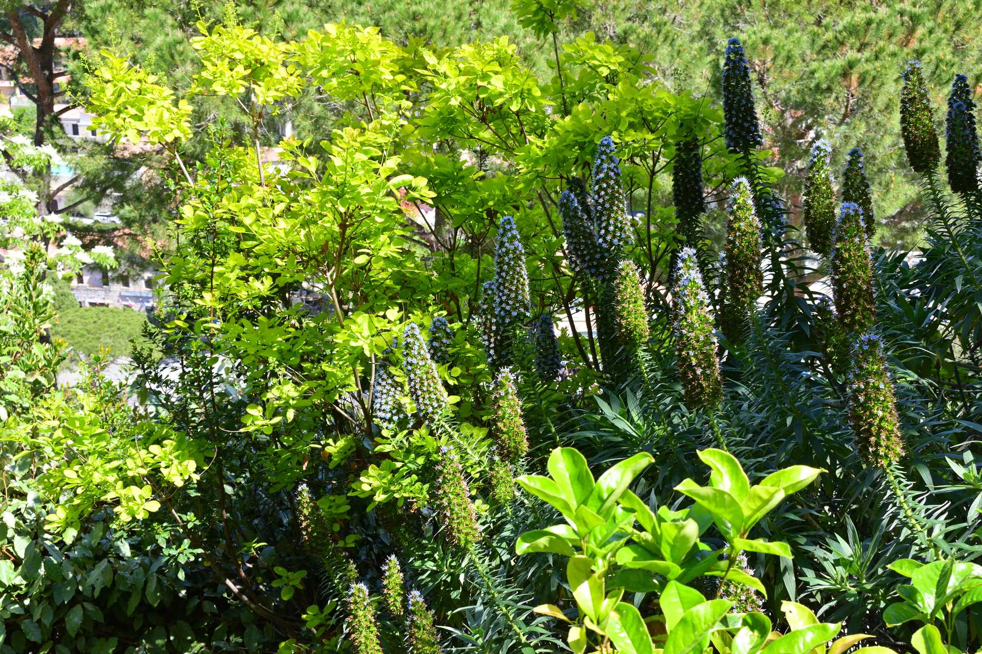 6th Day Eze Village Exotic Jardin Walk Around 58
