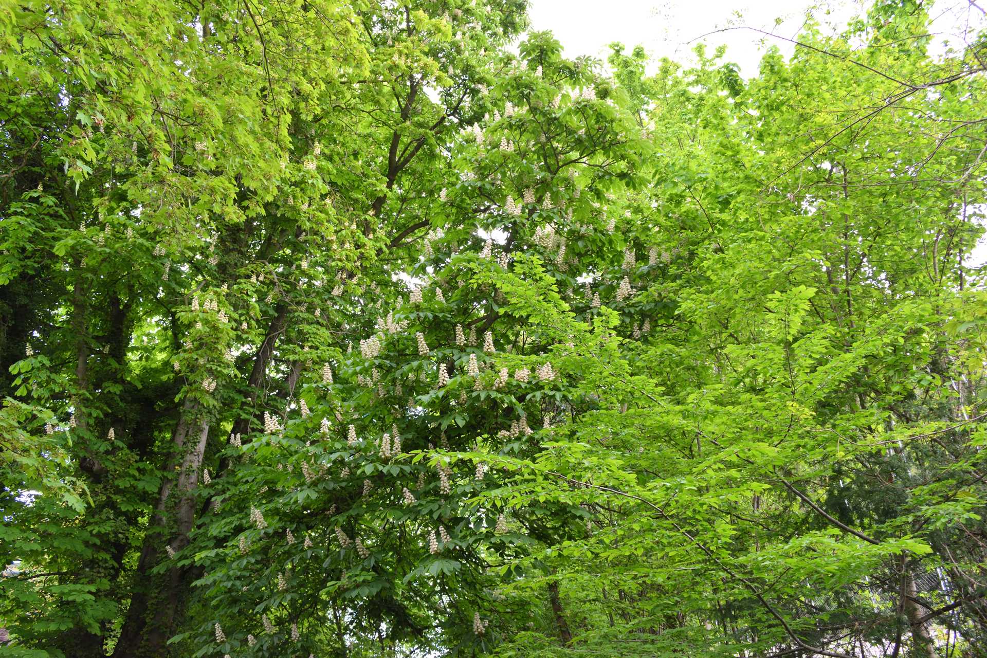 Colmar 3rd Day Sweet Narcisse Go 7