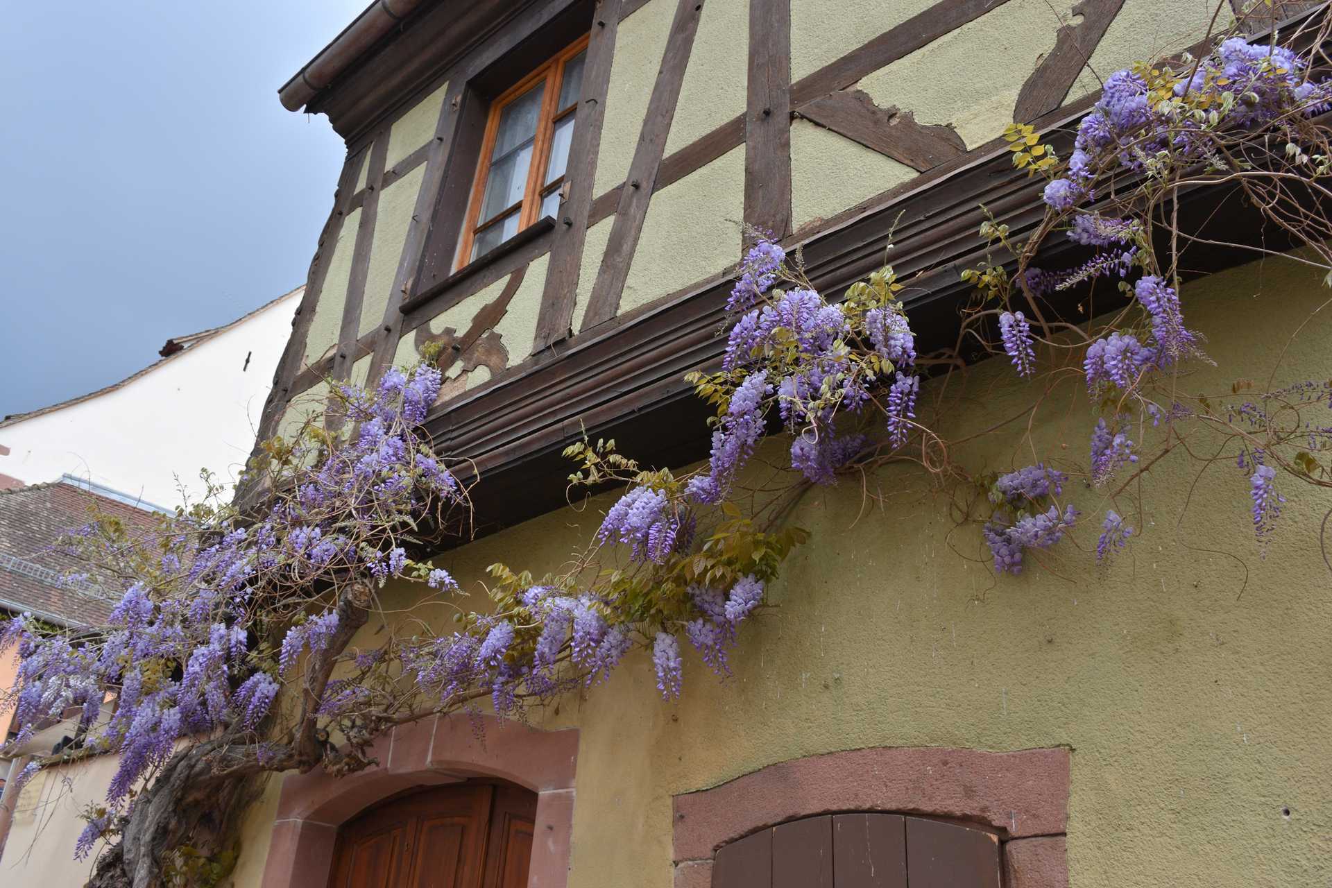 Colmar 4th Day Riquewihr Rue du General de Gaulle 11