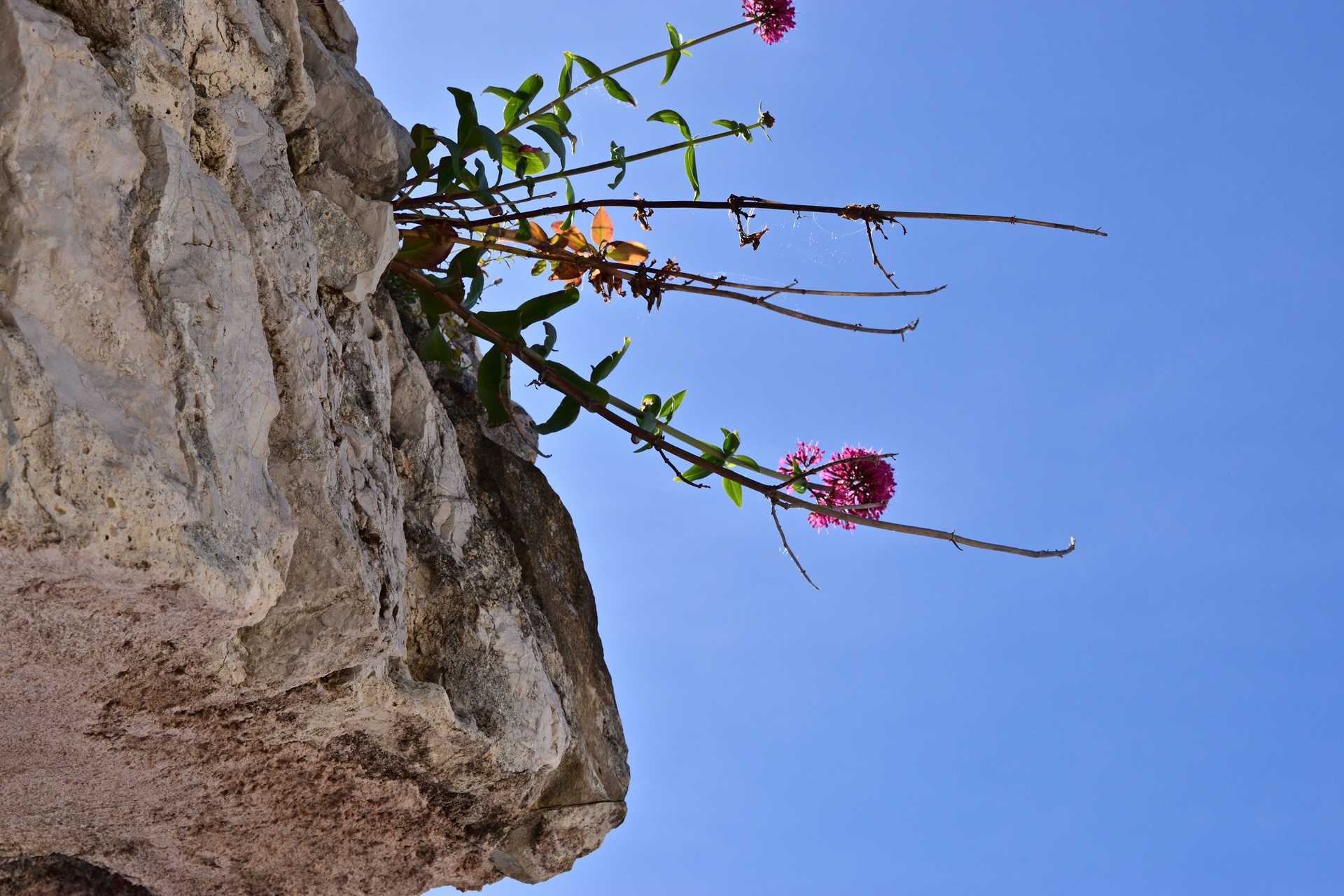 6th Day Eze Village Exotic Jardin The Top 9