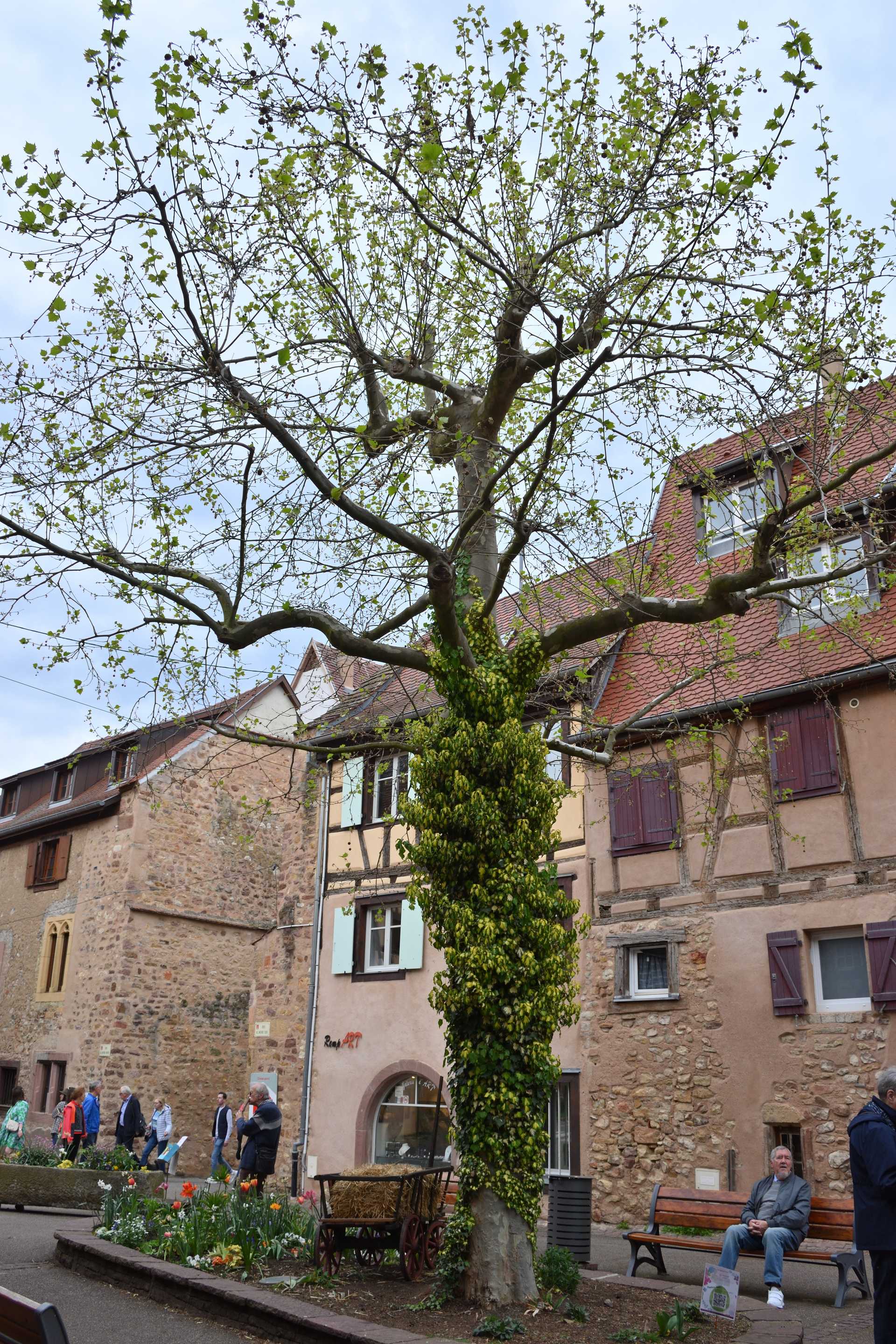 Colmar 3rd Day Eguisheim Place Saint Pierre 1