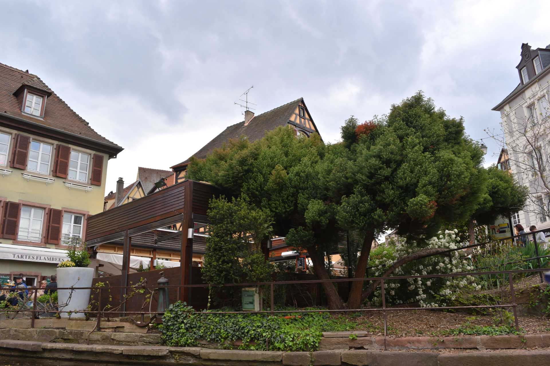 Colmar 3rd Day Sweet Narcisse Go 28