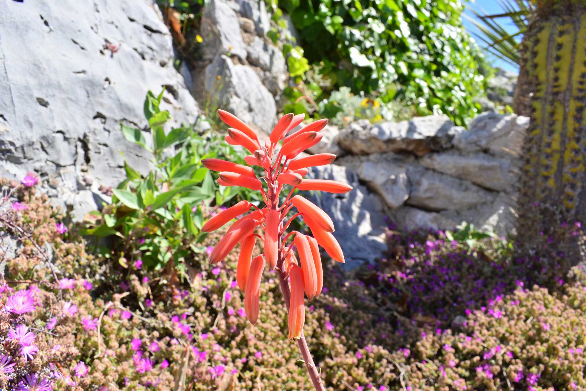 6th Day Eze Village Exotic Jardin Walk Around 13