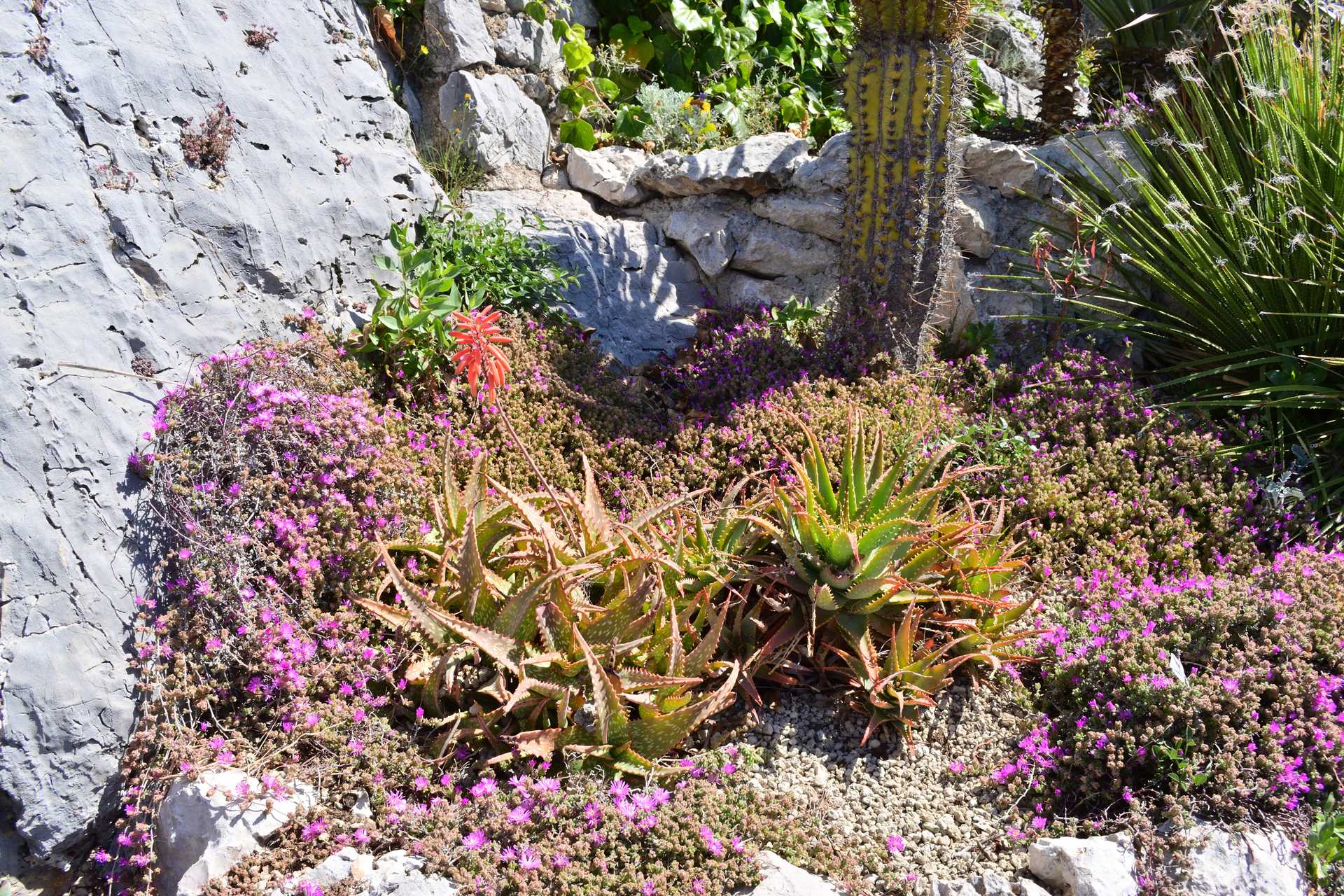 6th Day Eze Village Exotic Jardin Walk Around 12