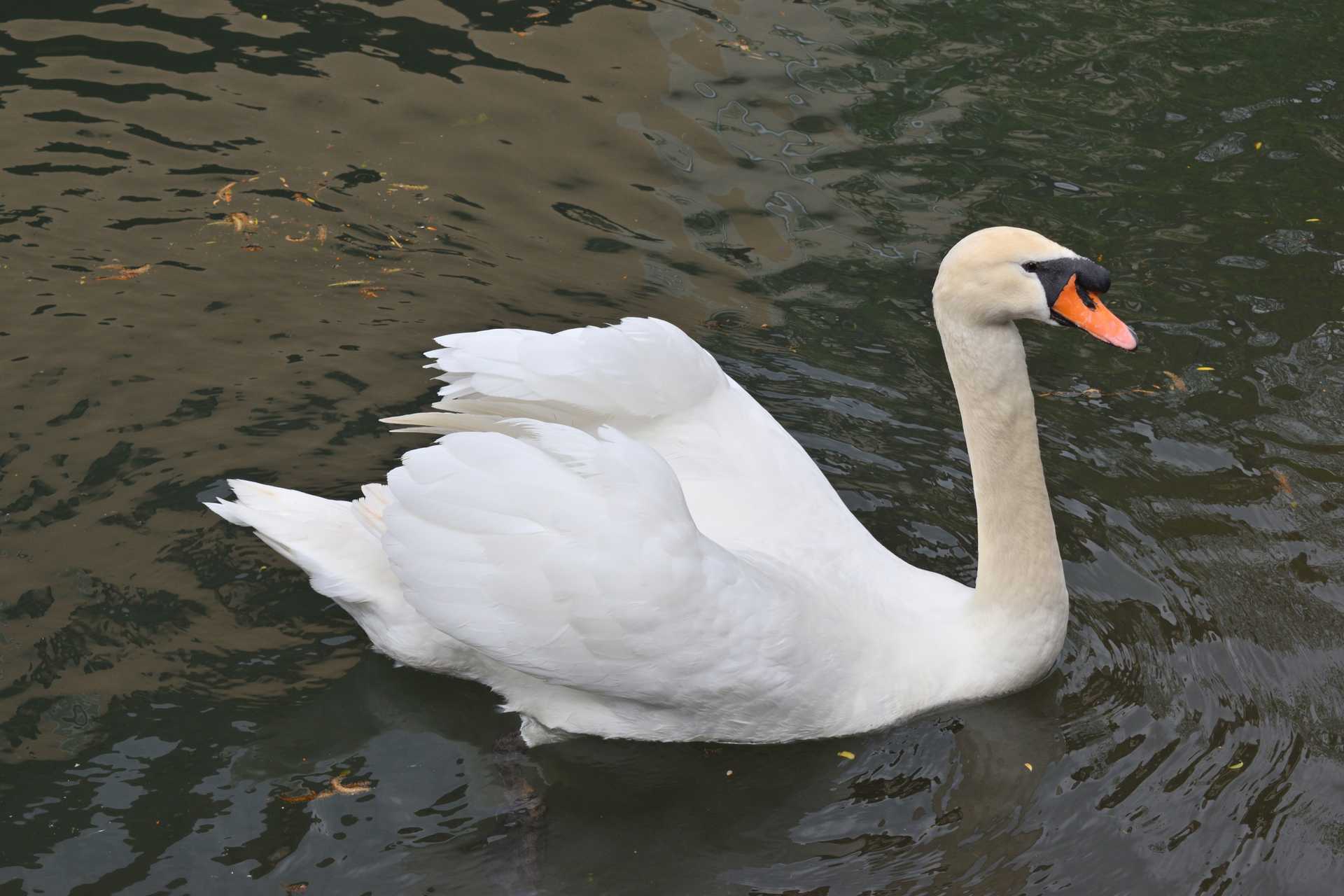 Colmar 3rd Day to Sweet Narcisse Bird