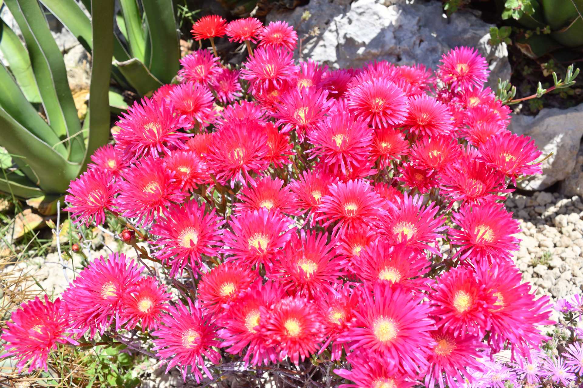 6th Day Eze Village Exotic Jardin Walk Around 34