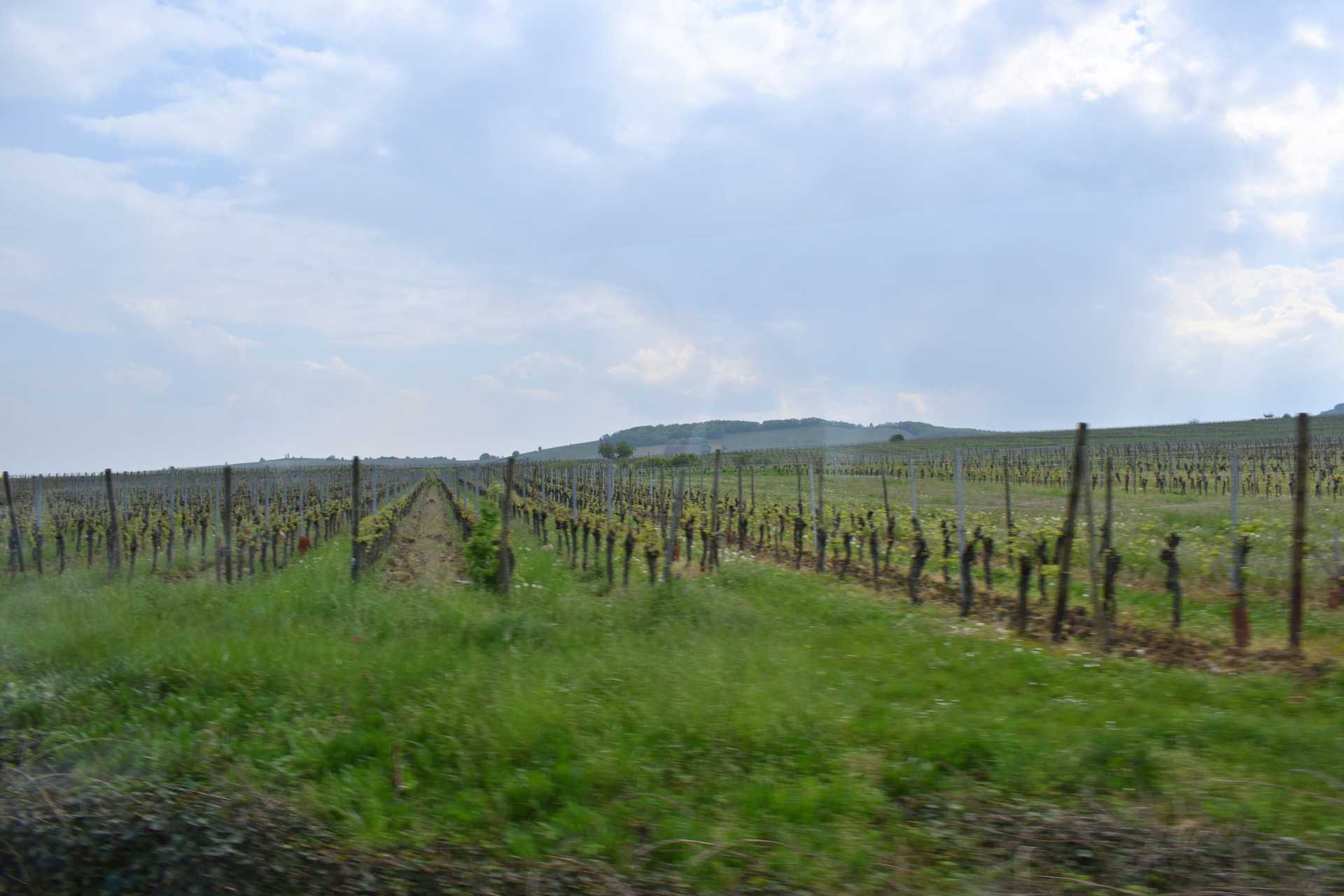 Colmar 4th Day Return to Colmar 1