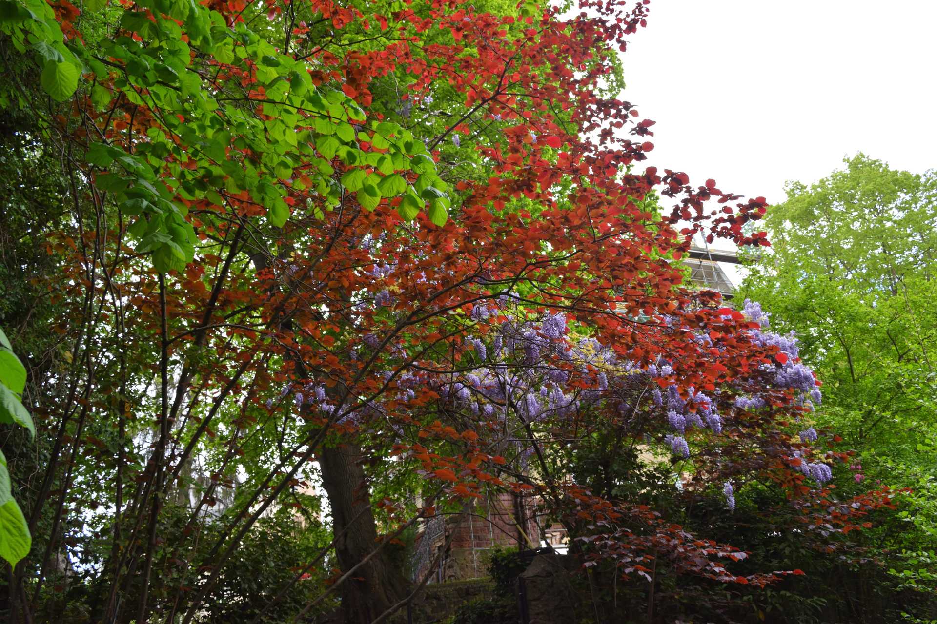 Colmar 3rd Day Sweet Narcisse Go 8