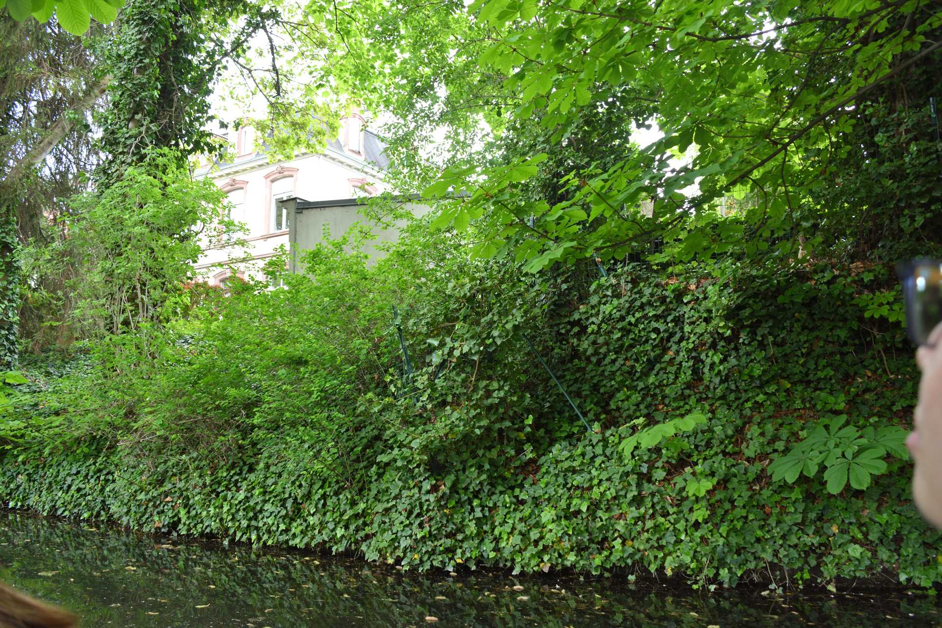 Colmar 3rd Day Sweet Narcisse Go 4