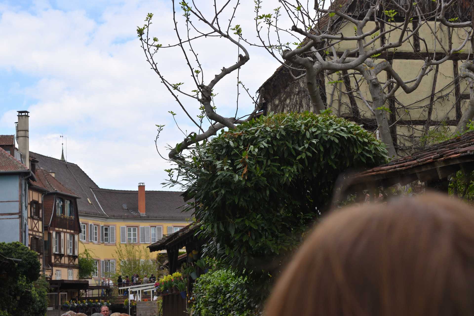 Colmar 3rd Day Sweet Narcisse Go 13