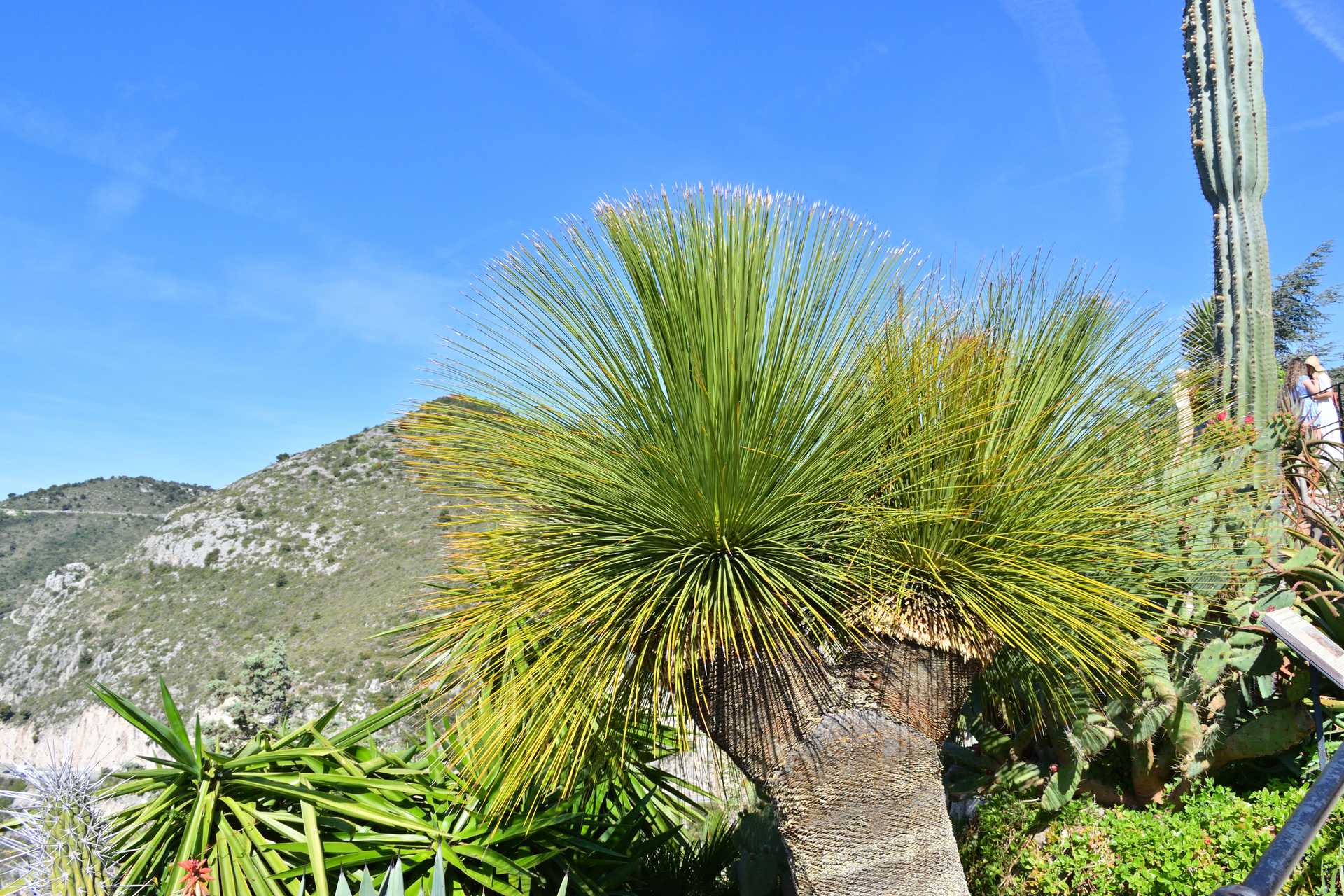 6th Day Eze Village Exotic Jardin to The Top 6
