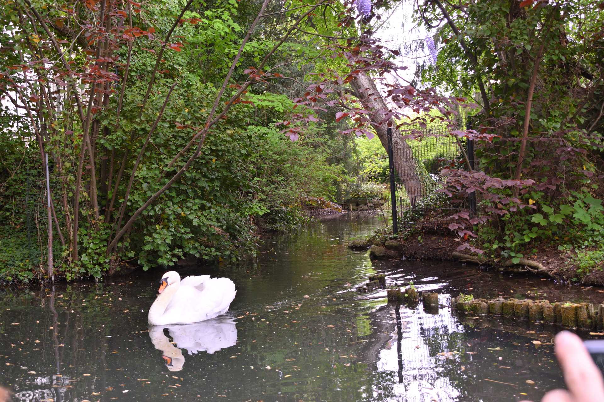 Colmar 3rd Day Sweet Narcisse Go 2