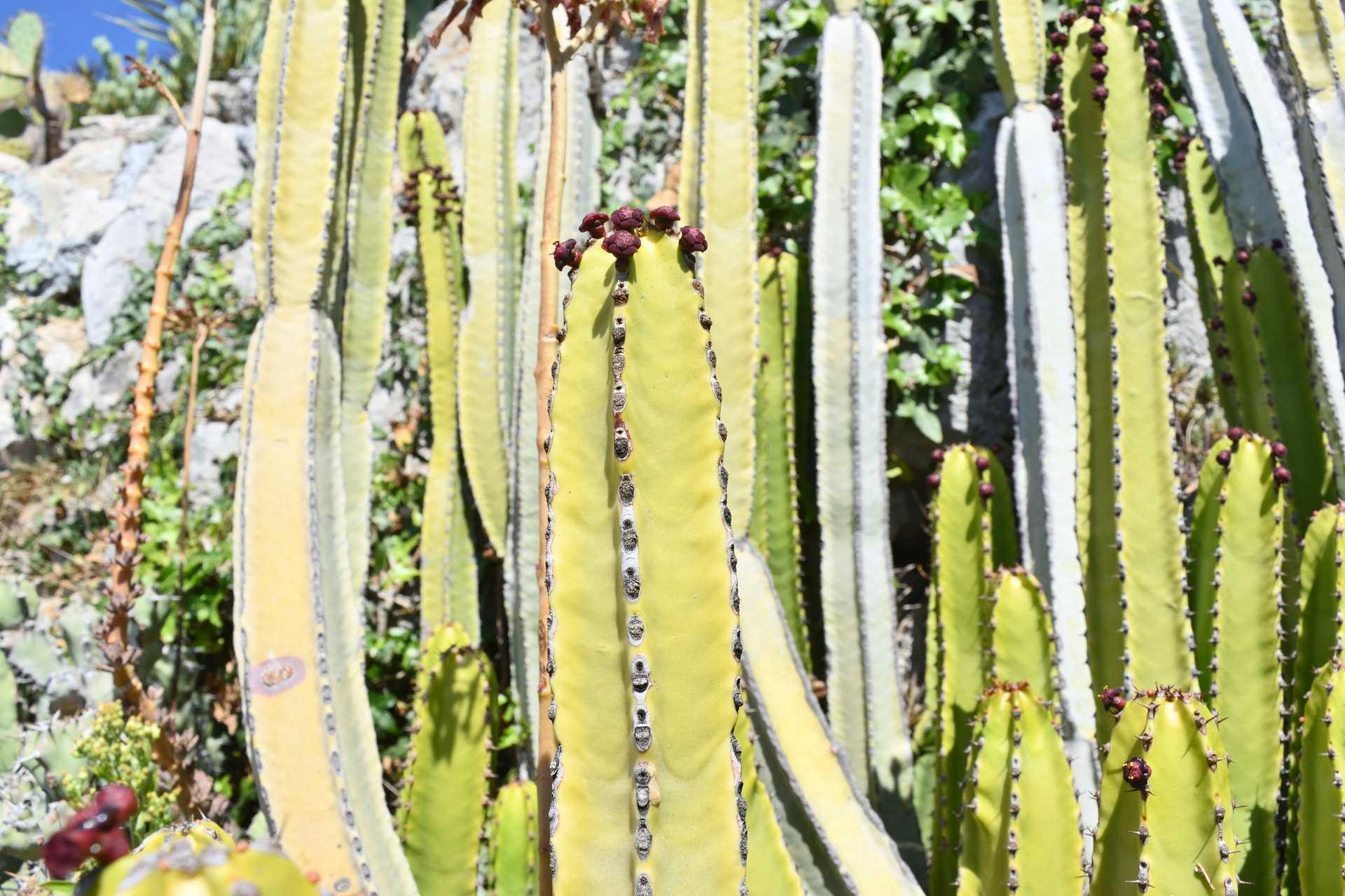6th Day Eze Village Exotic Jardin Walk Around 17